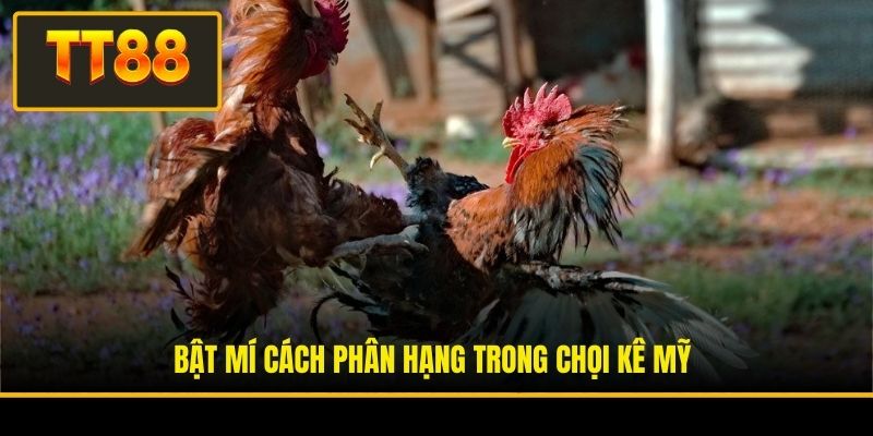Bật mí cách phân hạng trong chọi kê Mỹ