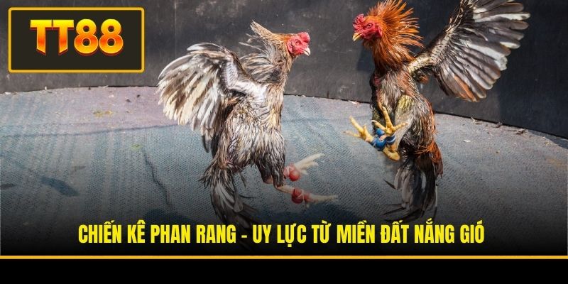 Chiến kê Phan Rang - Uy lực từ miền đất nắng gió
