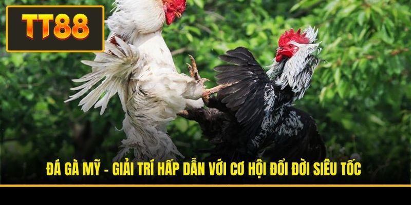Đá Gà Mỹ - Giải Trí Hấp Dẫn Với Cơ Hội Đổi Đời Siêu Tốc