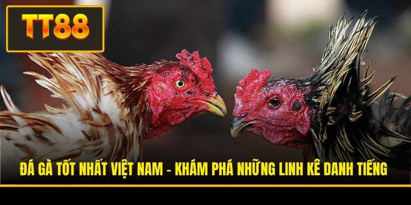 Đá Gà Tốt Nhất Việt Nam - Khám Phá Những Linh Kê Danh Tiếng