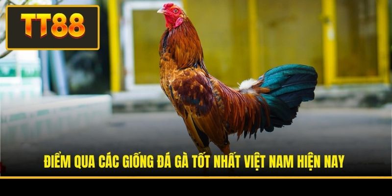 Điểm qua các giống đá gà tốt nhất Việt Nam hiện nay