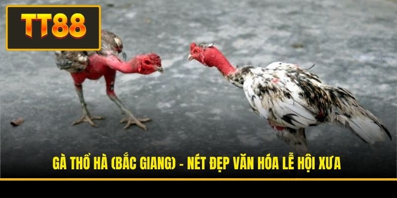 Gà Thổ Hà (Bắc Giang) - Nét đẹp văn hóa lễ hội xưa