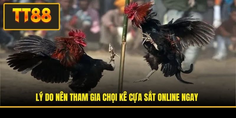 Lý do nên tham gia chọi kê cựa sắt online ngay