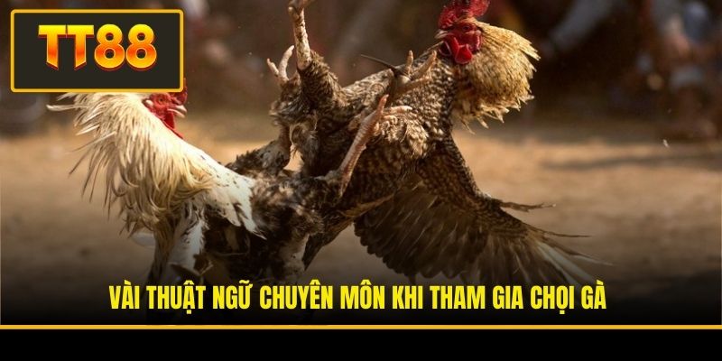 Vài thuật ngữ chuyên môn khi tham gia chọi gà